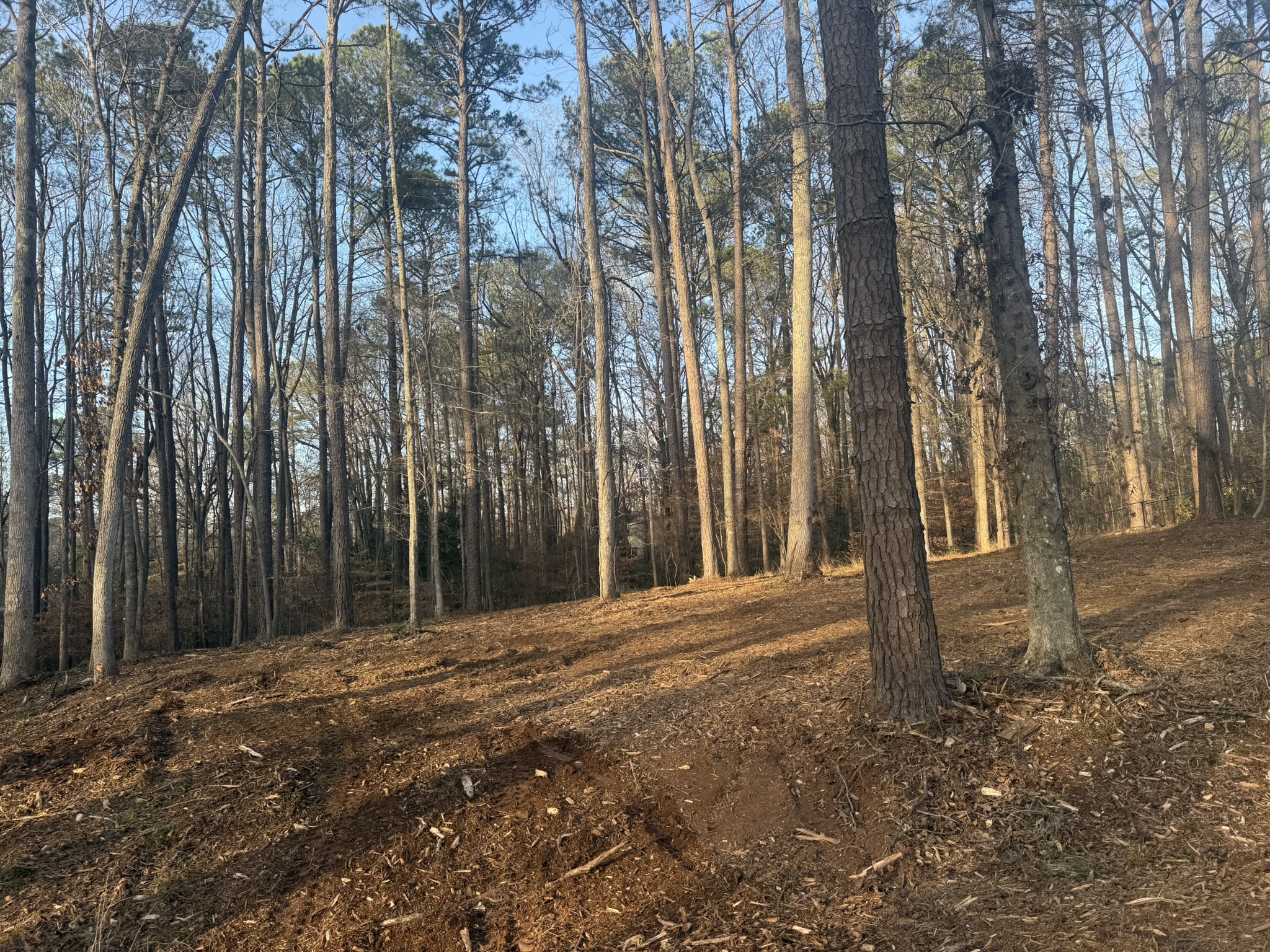 Selective brush clearing results keeping mature trees while removing thick undergrowth and debris
